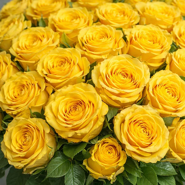 101 желтая роза