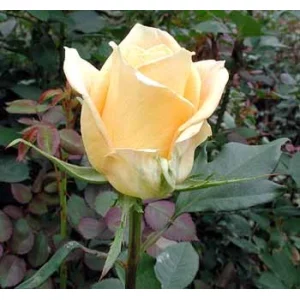 Роза "Небесная линия"(Skyline)